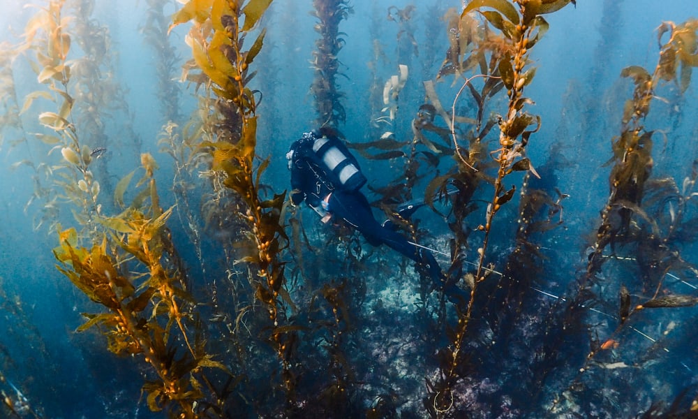 Diver in an underwater forest for StorQuest Self Storage's partnership with SeaTrees